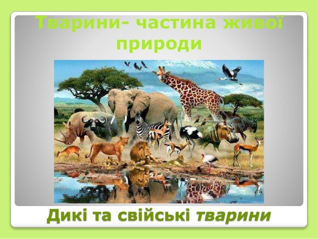 Картинки з природою тваринами Картинки з природою тваринами